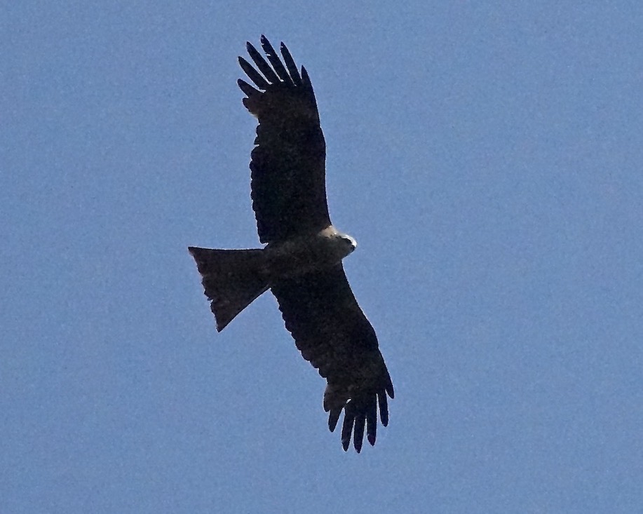 black kite